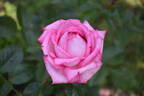 Wedding Bells rose photo