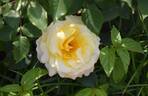 Sunny Sky rose photo
