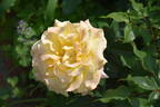 Sunny Sky rose photo