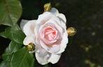 Märchenzauber ® rose photo