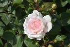 Märchenzauber ® rose photo