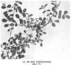 R. multibracteata rose photo