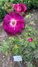 Andenken an Anke Kuhbier rose photo