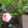 Rose Synactif by Shiseido rose photo