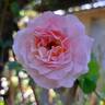 Pink Paradise rose photo