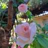 Pink Paradise rose photo