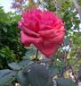 Audrey Fleurot rose photo