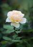Jalitah rose photo