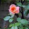 King Arthur ® rose photo