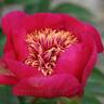 Deborah Vermuyden peony photo