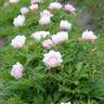 Ballarena de Saval peony photo