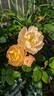 The Lark Ascending rose photo