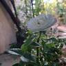 Baby Iceberg rose photo