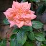 King Arthur ® rose photo