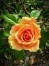 Ashram ® rose photo