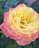 Garden Delight rose photo