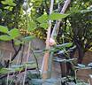 The Ancient Mariner rose photo