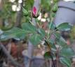 Candia Meillandécor ® rose photo