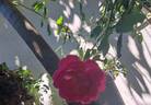Cybelle ® rose photo