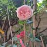 The Ancient Mariner rose photo