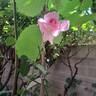 Rose Synactif by Shiseido rose photo