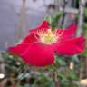 Candia Meillandécor ® rose photo