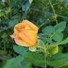 Garden Sun rose photo