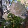 Baby Iceberg rose photo