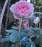 The Ancient Mariner rose photo
