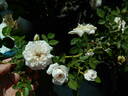 Apricot Twist X Atmore Lamarque rose photo