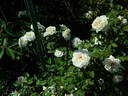 Apricot Twist X Atmore Lamarque rose photo