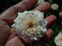 Apricot Twist X Atmore Lamarque rose photo