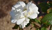 White Christmas rose photo