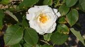 White Christmas rose photo