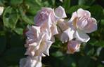 Arethusa rose photo