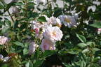 Arethusa rose photo