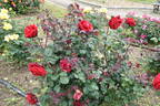 Graf Lennart rose photo