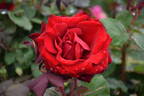 Graf Lennart rose photo