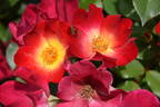 Cocktail rose photo