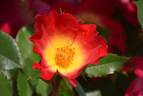 Cocktail rose photo