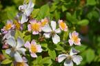 R. multiflora cathayensis rose photo