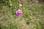 Kazanlik rose photo