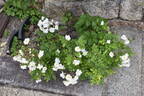 Pâquerette rose photo