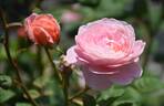 Queen of Sweden rose photo