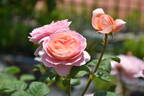 Queen of Sweden rose photo