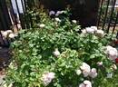 Bouquet Parfait ® rose photo