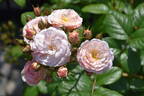 Bouquet Parfait ® rose photo