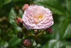 Bouquet Parfait ® rose photo