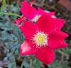 Candia Meillandécor ® rose photo