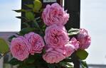 Summer Romance rose photo